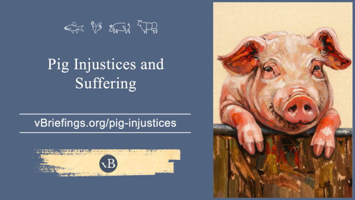 A graphic with small line-art animal icons across the top and the text “Pig Injustices and Suffering” with the URL vBriefings.org/pig-injustices on a blue background, and on the right a painted pig leaning over a wooden barrier.